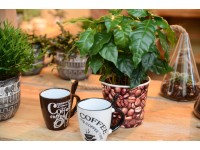 Kávovník květináče cca 12 cm Kávovník květináče cca 12 cm
