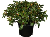 OBI Pěnišník zakrslý OBI Pěnišník zakrslý