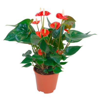 Anturie oranžová průměr květináče cca 14 cm