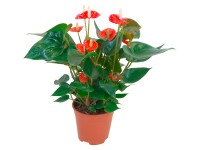 Anturie oranžová průměr květináče cca 14 cm