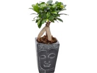 Bonsaj v keramické nádobě průměr květináče cca 12 cm Ficus Ginseng