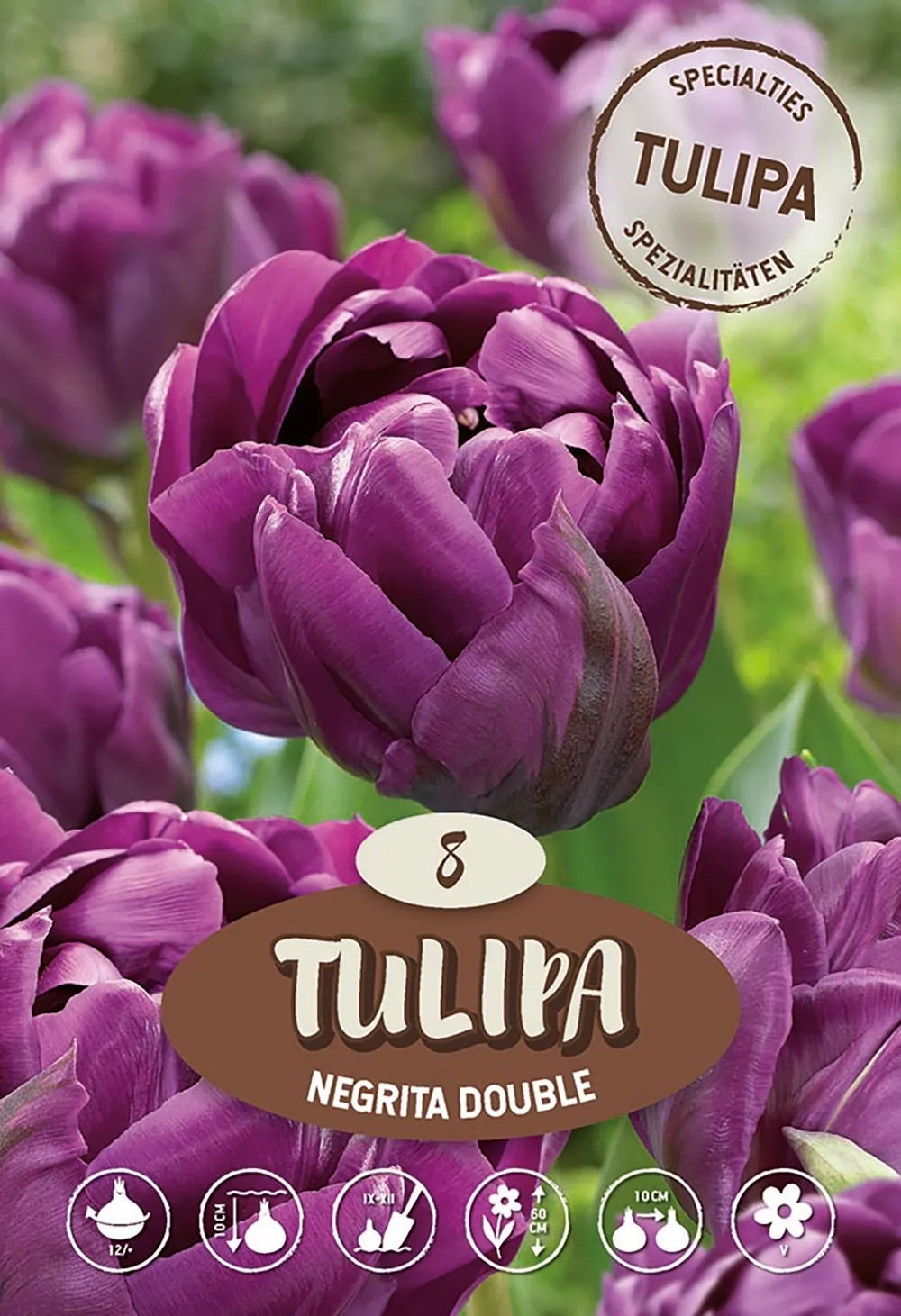 Tulipán Negrita double plný pozdní