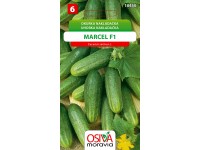 Okurka Nakladačka - Marcel F1 (Cucumis sativus L.)