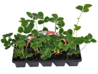 MONTANO Jahodník stáleplodící (Fragaria) 