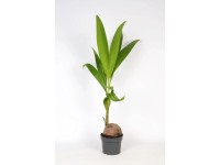 Royal Lemkes Kokosovník ořechoplodý (Cocos nucifera) cca výška 100 cm, pr. 19cm Royal Lemkes Kokosovník ořechoplodý (Cocos nucifera) cca výška 100 cm, pr. 19cm