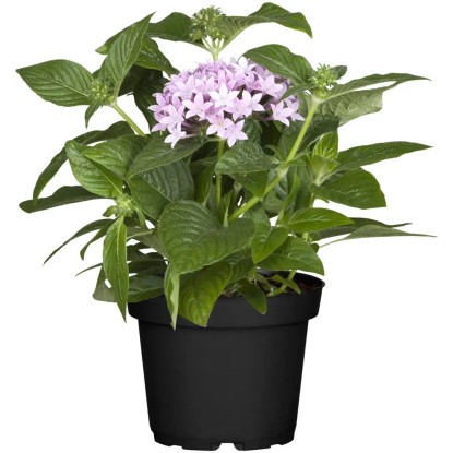GROW by OBI Pětkovec, 60-90 cm, pr. květináče, 17 cm, Pentas lanceolata