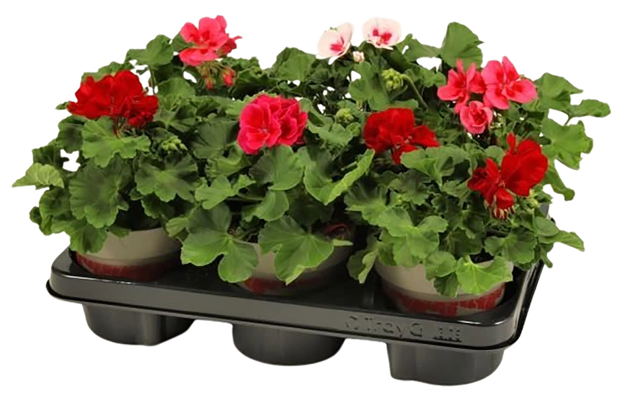 Landgard Pelargonie hybridní (Pelargonium interspecific) "Calliope" mix