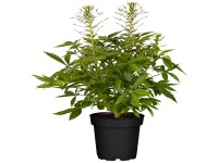 Landgard Luštěnice trnitá (Cleome spinosa) výška 10-20 cm, pr. 12 cm