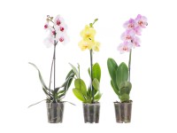 Orchidej Phalaenopsis, 1 výhonek 6+, 50-70 cm, různé barvy, pr. kv. 12 cm