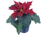 Mini vánoční hvězda různé barvy průměr květináče cca 6 cm