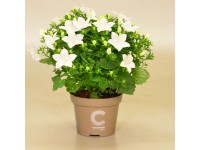 Zvonek stejnolistý (Campanula isophylla) Zvonek stejnolistý (Campanula isophylla)