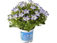 OBI Zvonek karpatský 