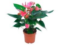 GROW by OBI Anturie růžová průměr květináče cca 12 cm