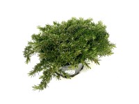 GROW by OBI Plamenka šídlovitá (Phlox subulata) výška cca 22 cm