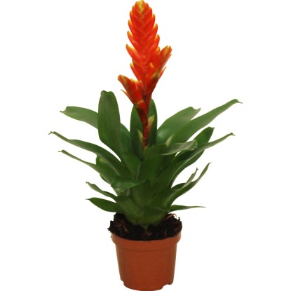 Bromélie různé druhy pr. květináče cca 9 cm