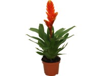 Bromélie různé druhy pr. květináče cca 9 cm