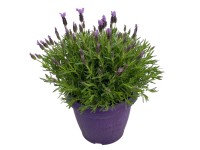 GROW by OBI Levandule smilovitá (Lavandula stoechas) výška 30-50 cm GROW by OBI Levandule smilovitá (Lavandula stoechas) výška 30-50 cm