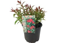 OBI Tavolník (Spiraea) 