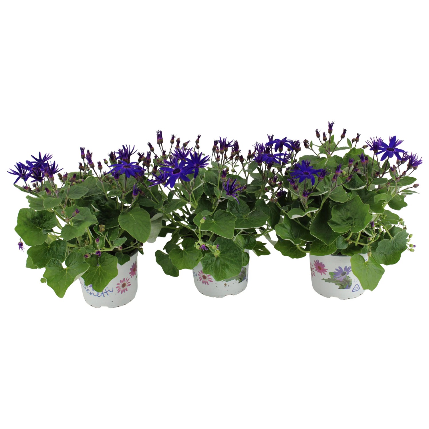 royal-lemkes-star-ek-krvav-senecio-cruentus-senetti-deep-blue-cca