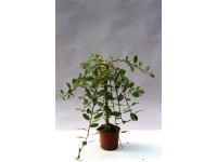 Vrba jíva Pendula cca 60 cm