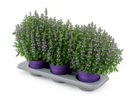 GROW by OBI Marulka šantovitá (Calamintha nepeta), pr. kv. 15 cm