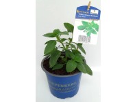 Keříčková bazalka 