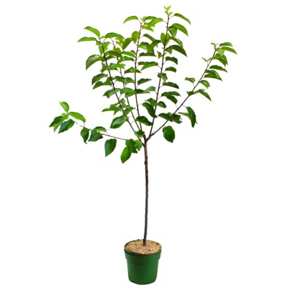 Bio třešeň ptačí (Prunus avium) "Lapins", výška cca 100-120 cm, kv. 7 l