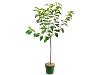 Bio třešeň ptačí (Prunus avium) 