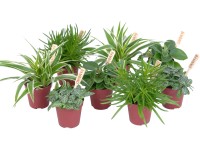 Mix zelených mini rostlin květináč - průměr cca 6 cm Mix zelených mini rostlin květináč - průměr cca 6 cm