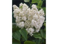 OBI Šeřík obecný (Syringa vulgaris), bílý, výška až 2 m