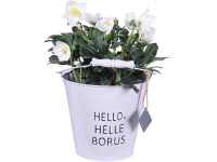 Čemeřice Čemeřice