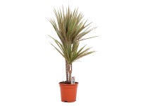 GROW by OBI Dračinec vroubený (Dracaena marginata) Bicolor výška 75-95cm pr.17cm