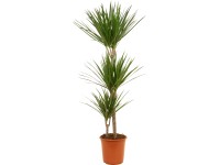 GROW by OBI Dračinec 3 kmínky průměr květináče cca 24 cm