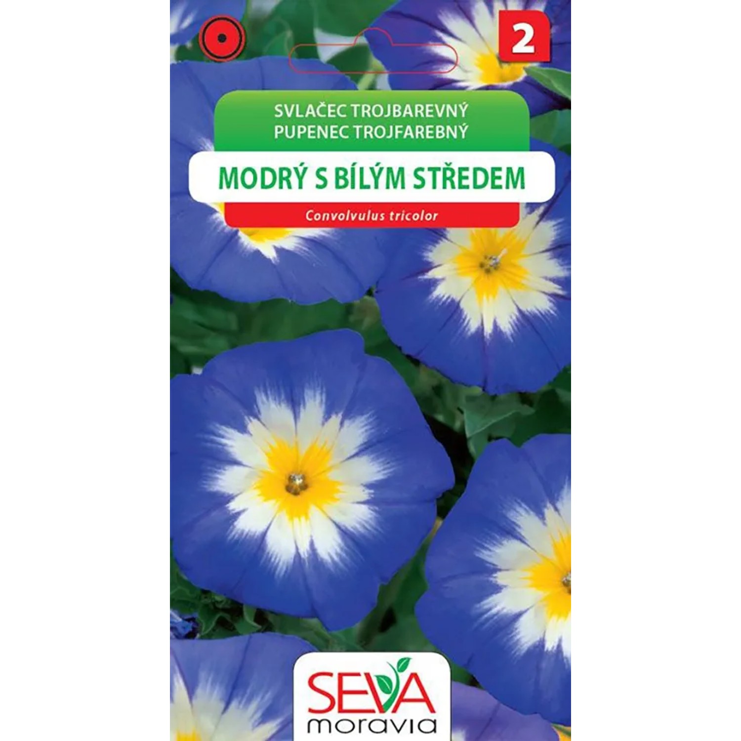 OSIVA Moravia Svlačec trojbarevný - modrý s bílým středem (Convolvulus tricolor)