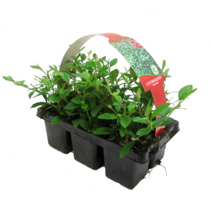 Skalník Dammerův balení 6 ks průměr květináče: přibl. 7 cm Cotoneaster dammeri