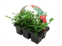 Skalník Dammerův balení 6 ks průměr květináče: přibl. 7 cm Cotoneaster dammeri