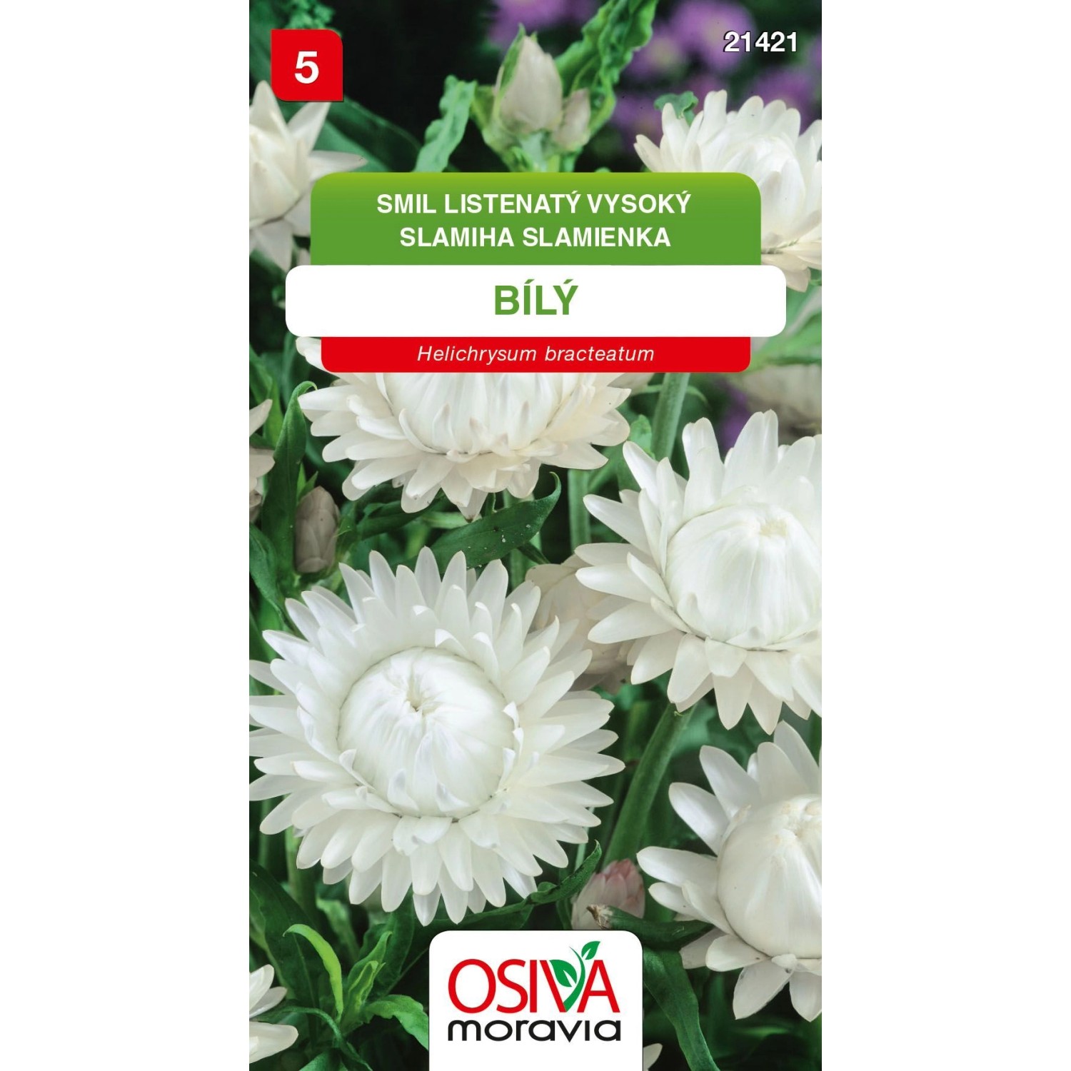 Smil Listenatý - vysoký - bílý (Helichrysum bracteatum)