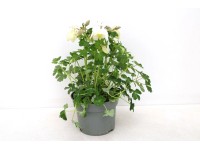 GROW by OBI Orlíček velkokvětý (Aquilegia caerulea), pr. 13 cm