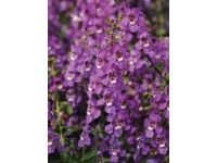 Angelonie úzkolistá (Angelonia angustifolia) různé barvy, pr. květináče 13 cm