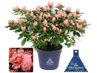 GROW by OBI Pokojová azalka (Azalea rhododendron) Hortinno, růžová, pr. cca 13cm