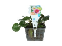 Lekníny Trio průměr květináče cca 18 cm Nymphea Lekníny Trio průměr květináče cca 18 cm Nymphea