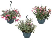 Fuchsie (Fuchsia hybrida) různé barvy v závěsném květináči 25 cm