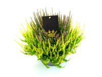 Q-Flower Vřes obecný (Calluna vulgaris) 