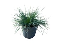 GROW by OBI Kostřava stříbrná (Festuca glauca) pr. 14 cm