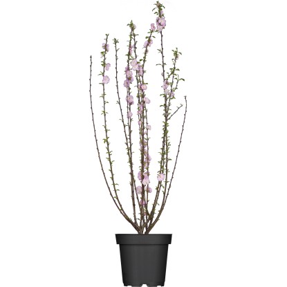 OBI Mandloň trojlaločná růžová výška cca 60 - 80 cm květináč cca 5 l