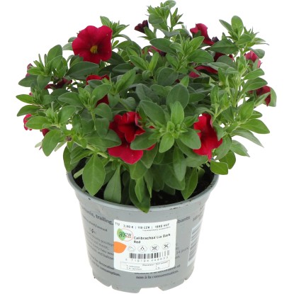 GROW by OBI Minipetúnie (Calibrachoa hybrid) "Lia Dark Red" cca pr. 12 cm