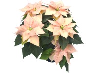 Vánoční hvězda lososová průměr květináče cca 21 cm