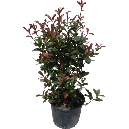 OBI Blýskalka "Carré Rouge" výška cca 60-80 cm květináč cca 15 l Photinia