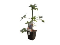 OBI Oměj Carmichaelův 