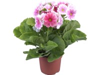 Prvosenka nálevkovitá Prvosenka nálevkovitá